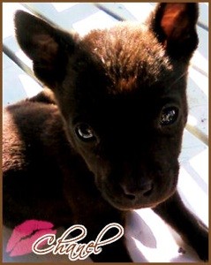 What Breed is My Dog?